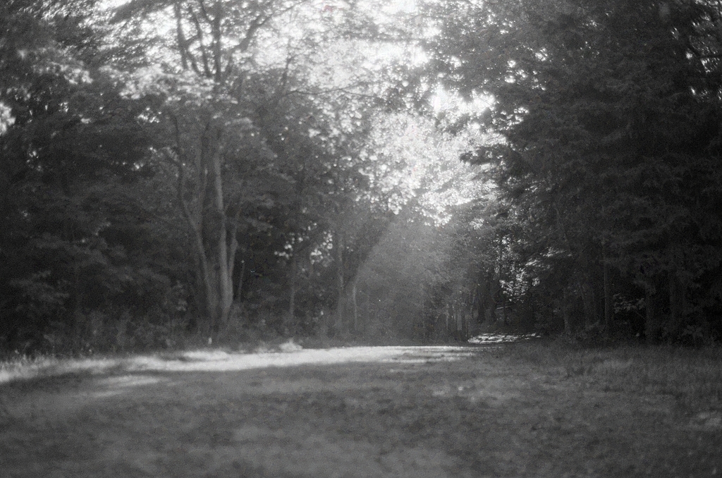 A path leads into the woods, with god rays of sunlight streaming through the dust