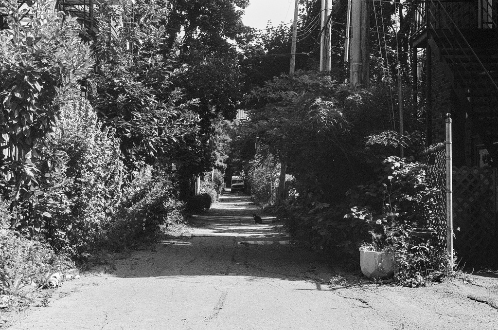 A long alleyway, with a black cat sitting some distance off