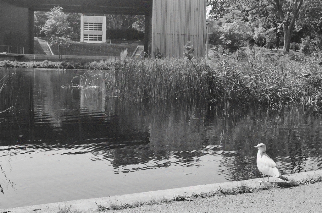 A seagull perches overlooking the pond at Lafontaine Park