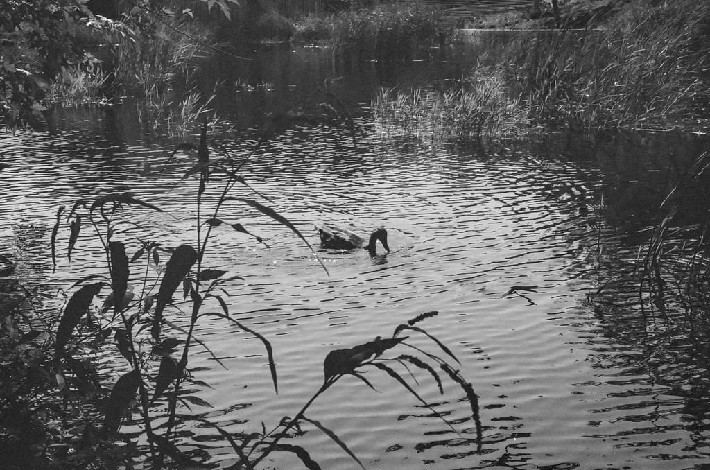 A duck swims through a grassy pond at Parc Lafontaine