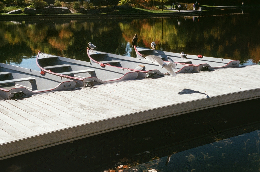 Row boats on a dock with seagulls and a cormorant