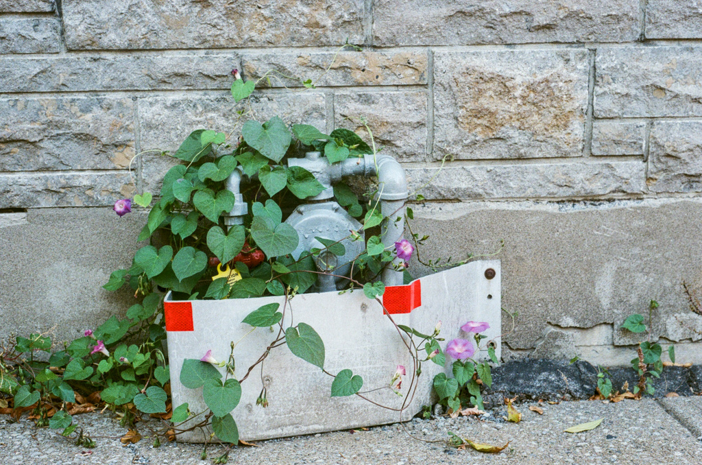 Morning glories growing around natural gas pipes by the side of a building