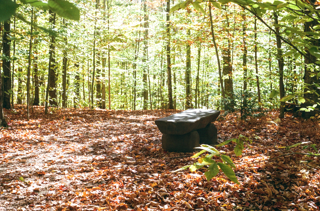 A stone bench in a forest clearing