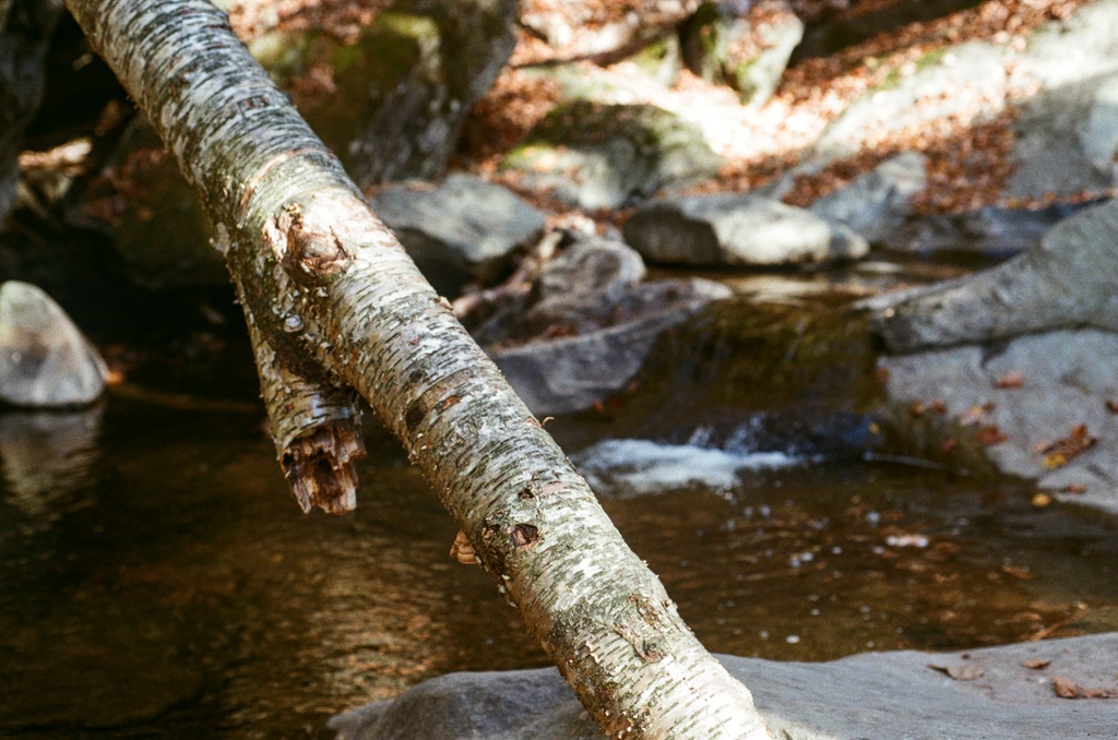 A fallen branch stretching across a stream