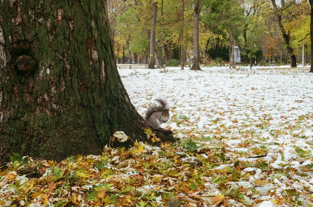 A sqirrel on a tree base, looking in surprise at the camera