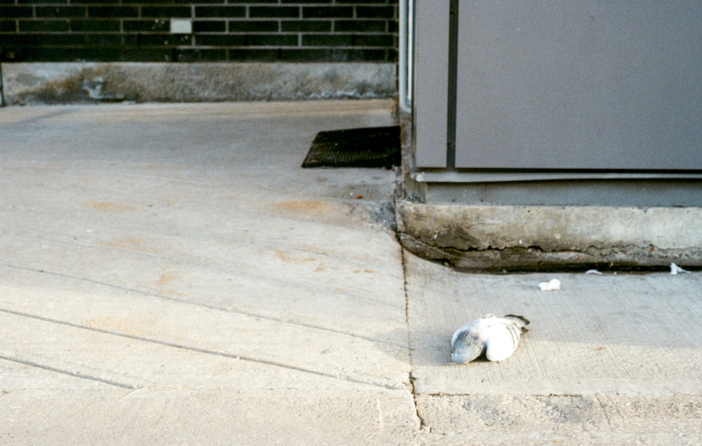 A dead pigeon, lying rather properly on the ground