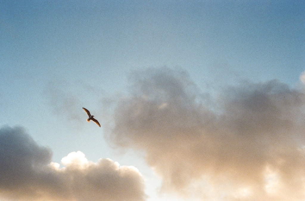 A seagull and clouds backlit by the morning sun