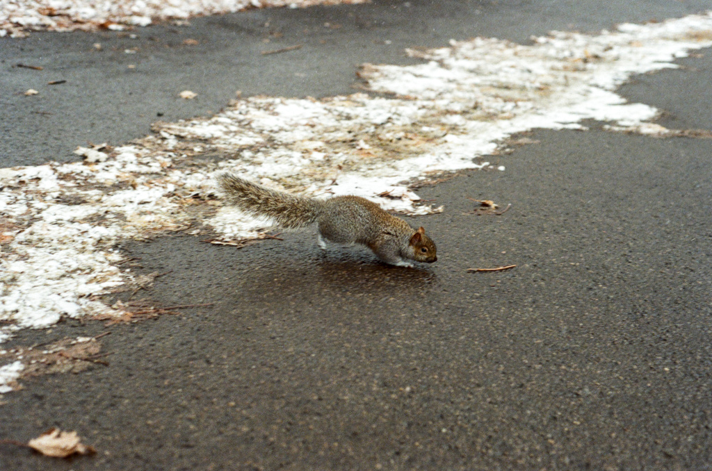 Another squirrel, running along the ground near the camera