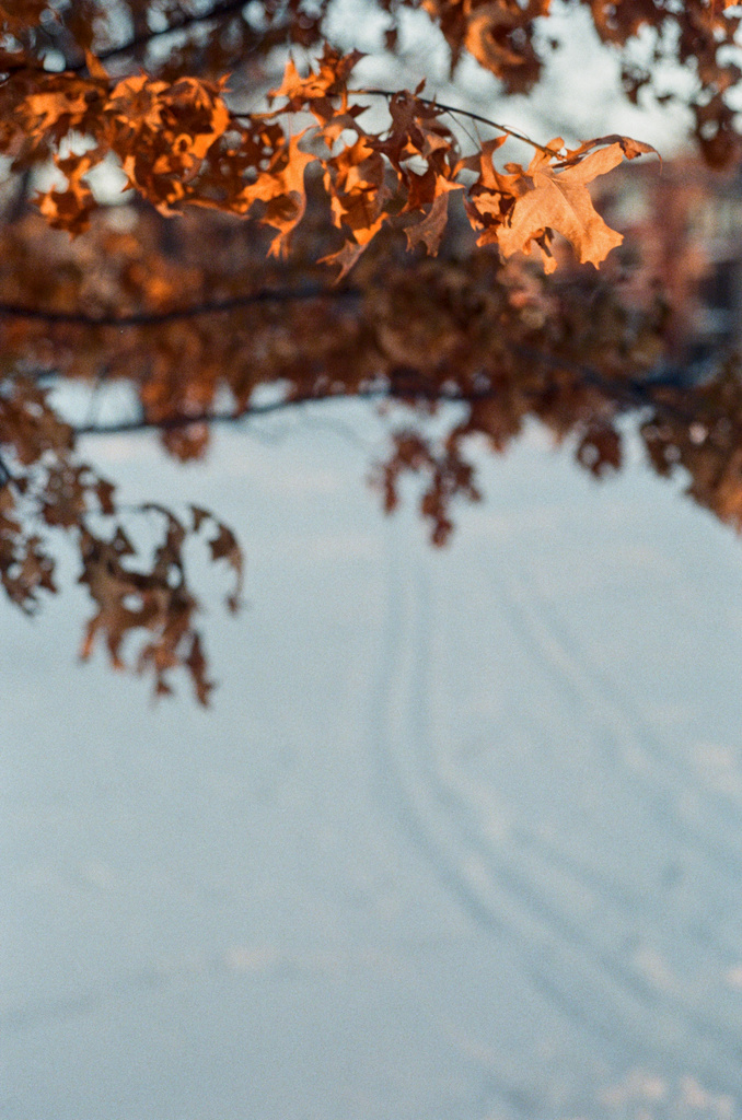 Dead leaves on a branch, illuminated by morning sunlight