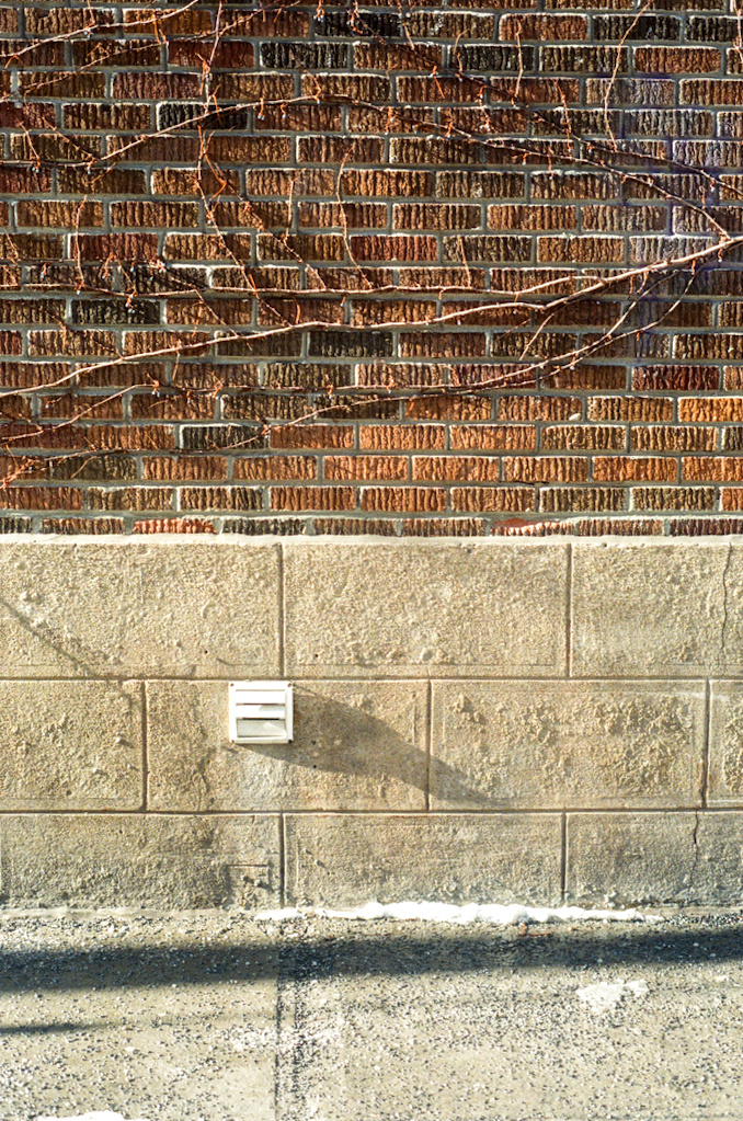 Vines cling to the side of a brick building