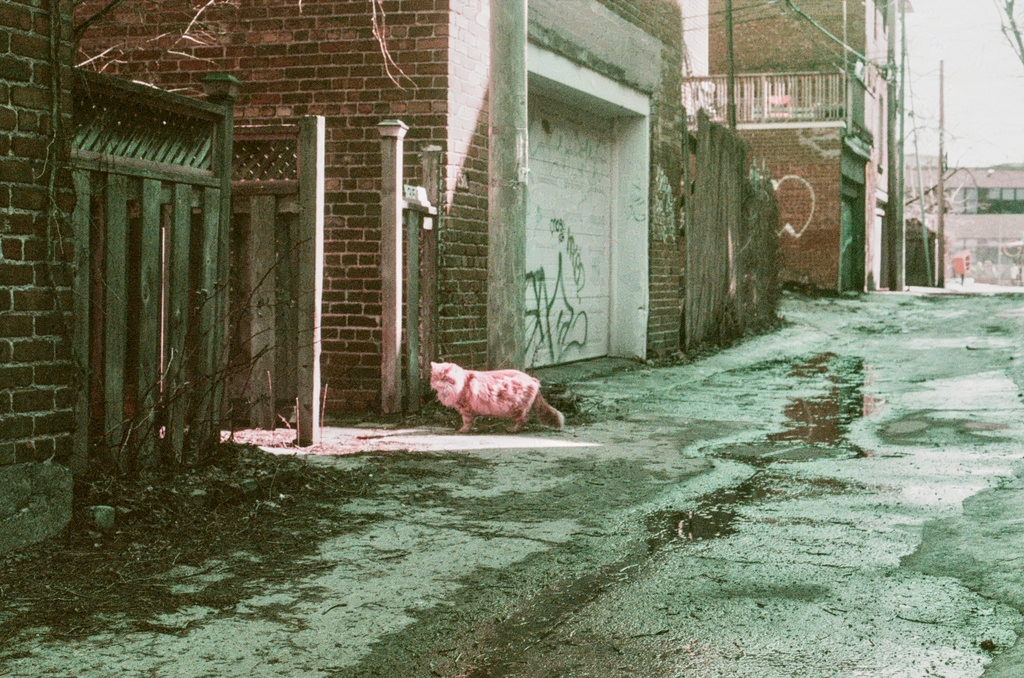 A fluffy ginger cat in the same alleyway, illuminated, slightly pink-coloured due to the film stock
