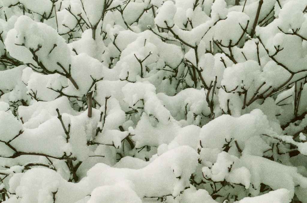 Close-up of small mounts of snow caught in shrubbery