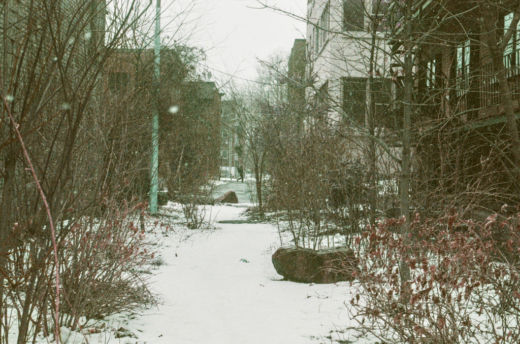 A short alley, flanked by bare shrubs, under snow