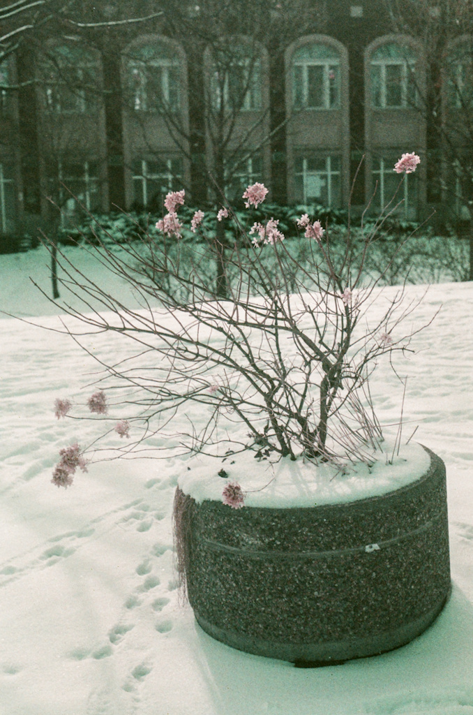 A snowbound planter, with a scraggly, bare shrub sticking up from it