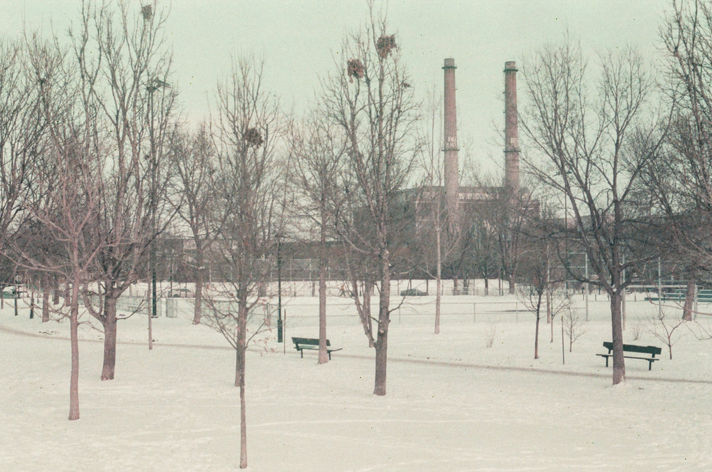 The Des Carrières incinerator, viewed from behind bare park trees, some of which have squirrel nests in them