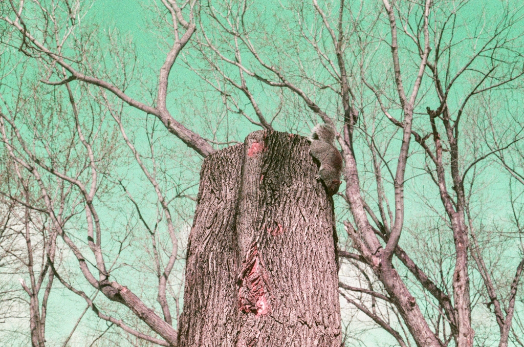 A squirrel climbs downwards, on a tree that has been cut just above