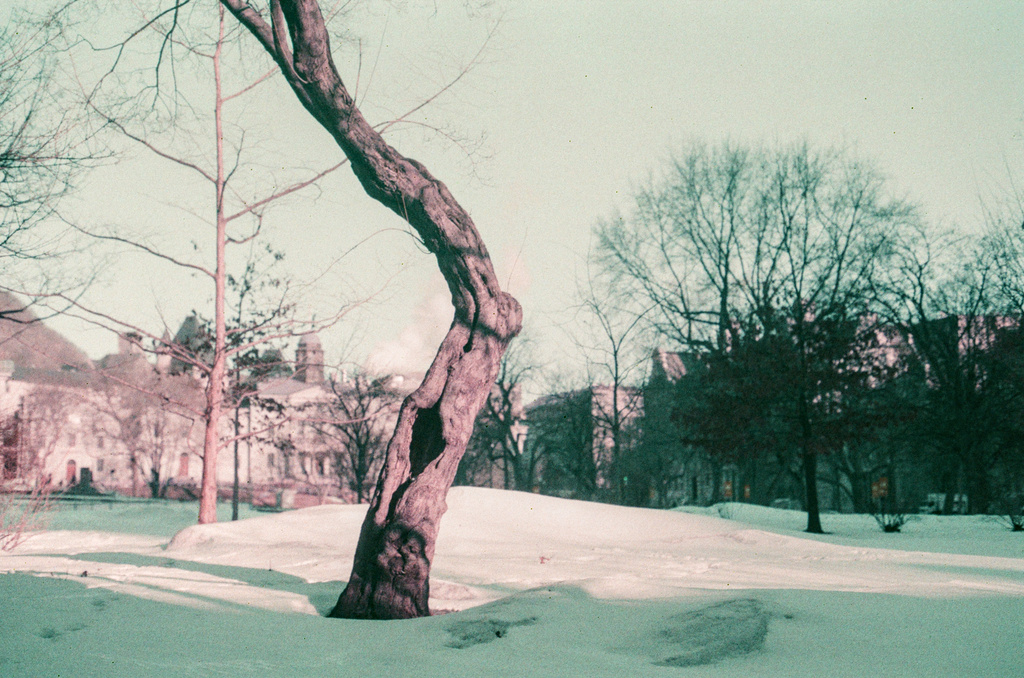 A bent, bare, gnarly tree on the McGill campus