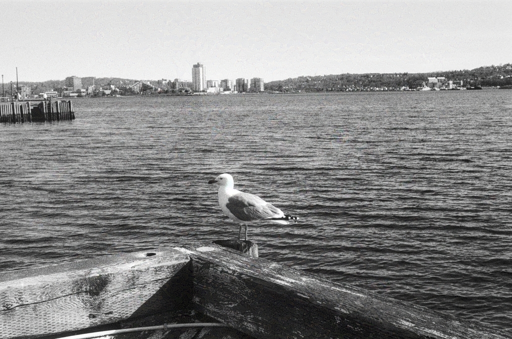 A lonely seagull on a Halifax pier