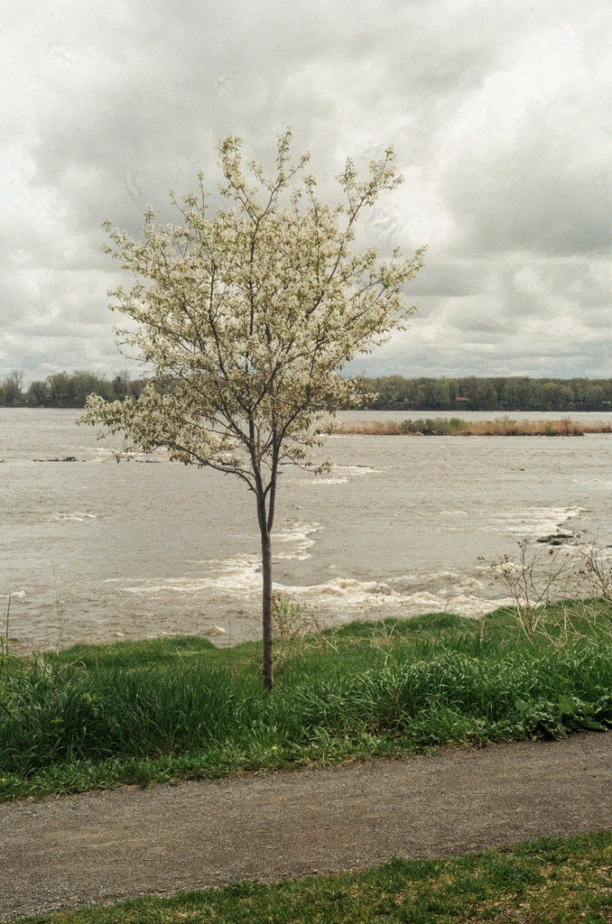 A tree by a flowing river