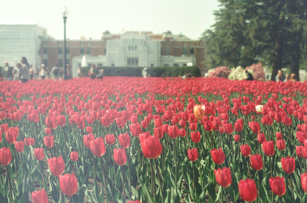 A field of red tulips, with one orange-streaked individual