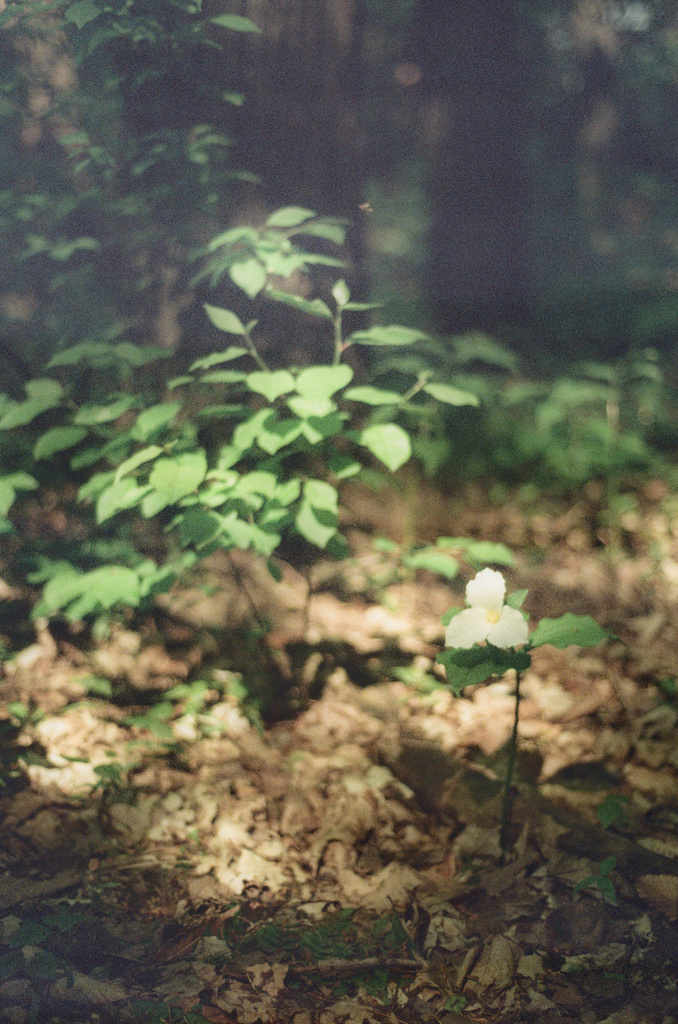 A white trillium on the forest floor, under dappled light