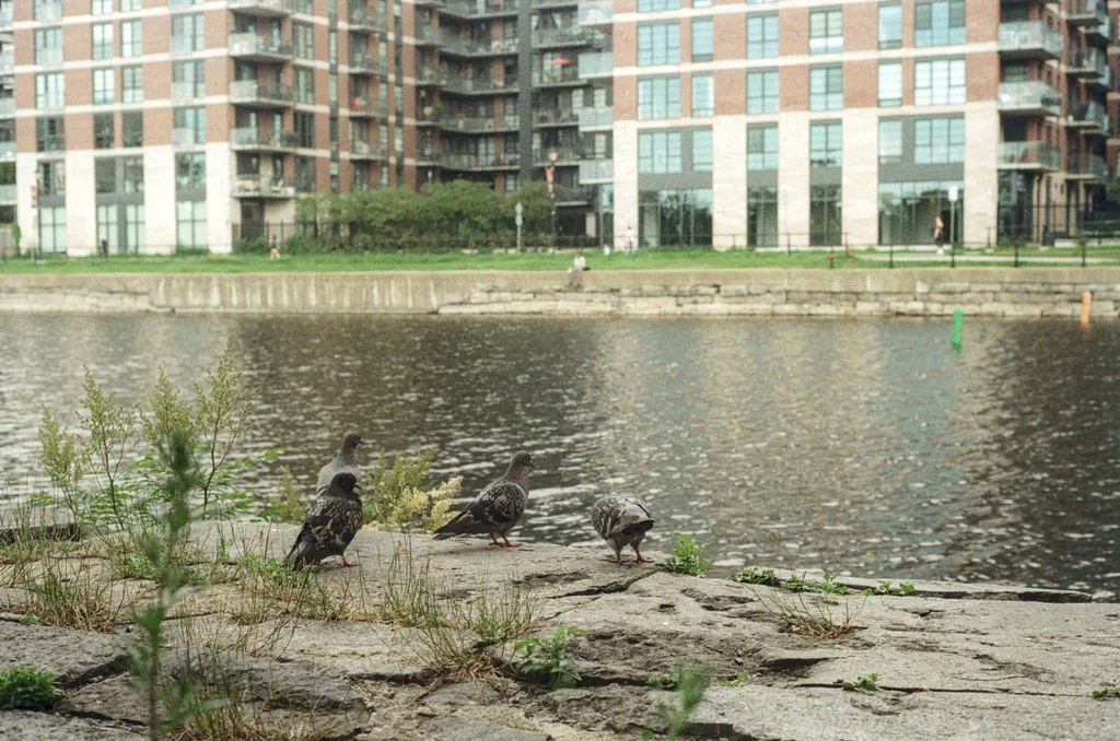 A flight of pigeons on the lip of the Lachine Canal in Griffintown