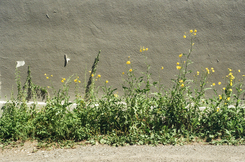Some scraggly weeds with yellow flowers at the base of a wall