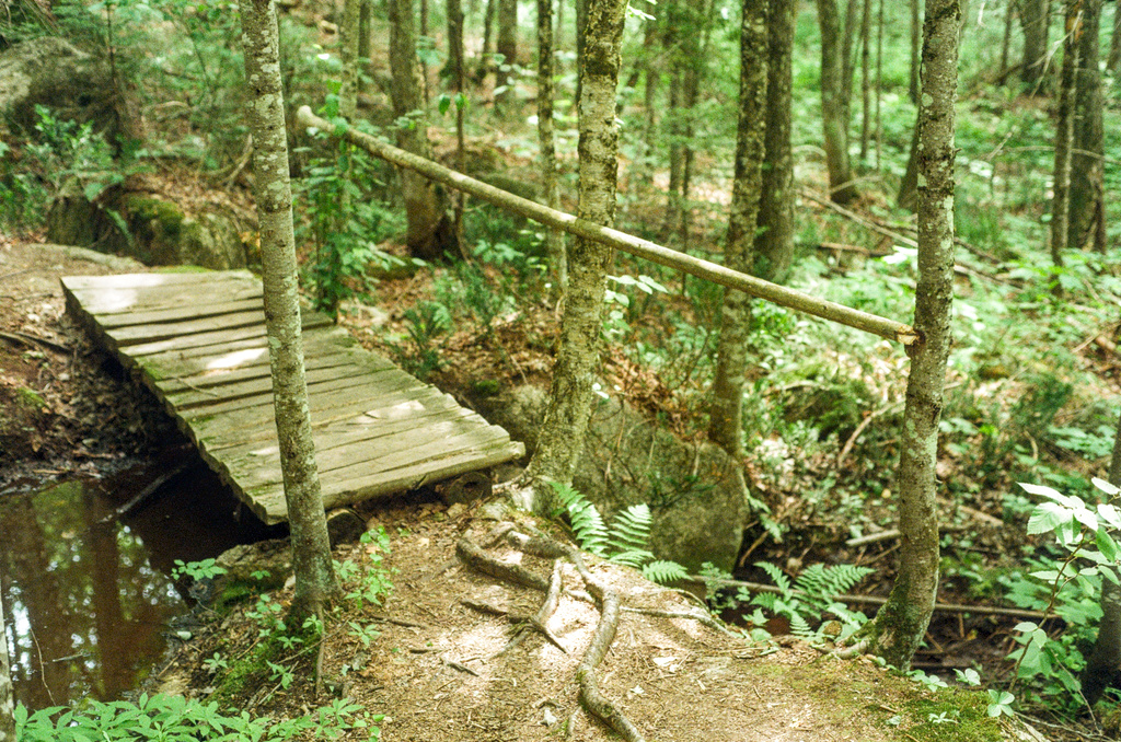A wooden bridge over a small creek in verdant forest