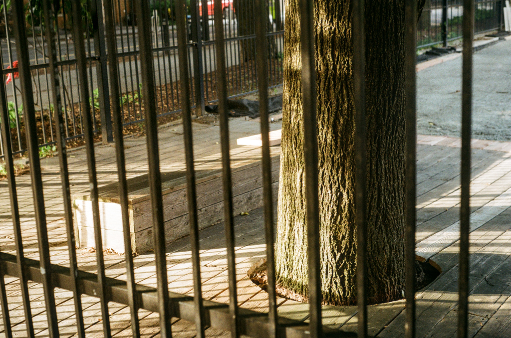 A tree integrated into a wooden patio, behind a fence