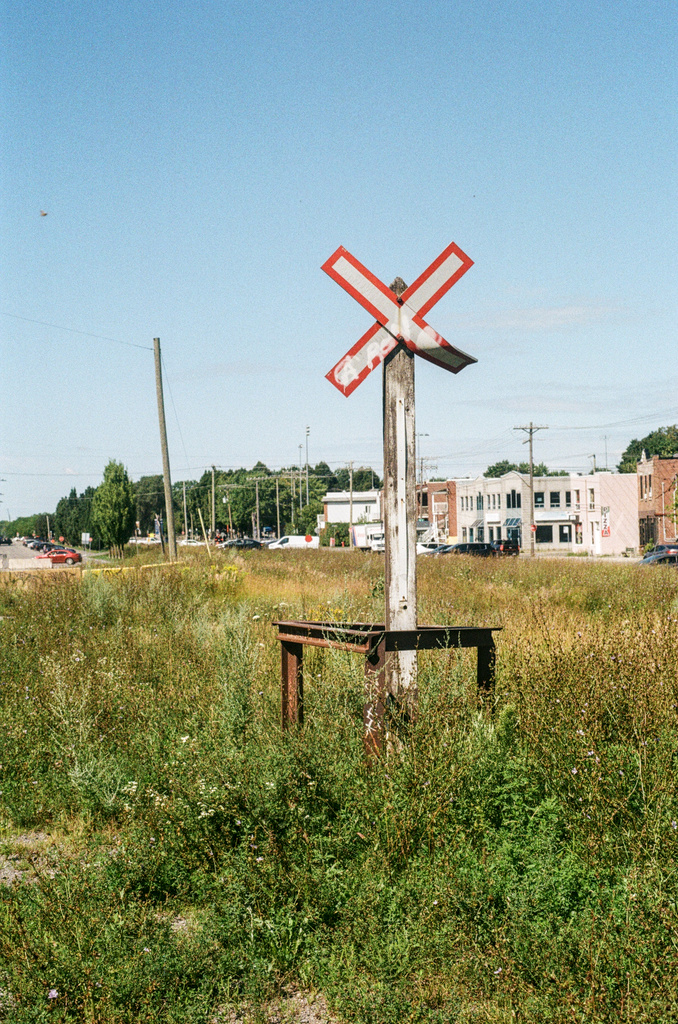 A worn crossing symbol, in a field of weeds & wildflower