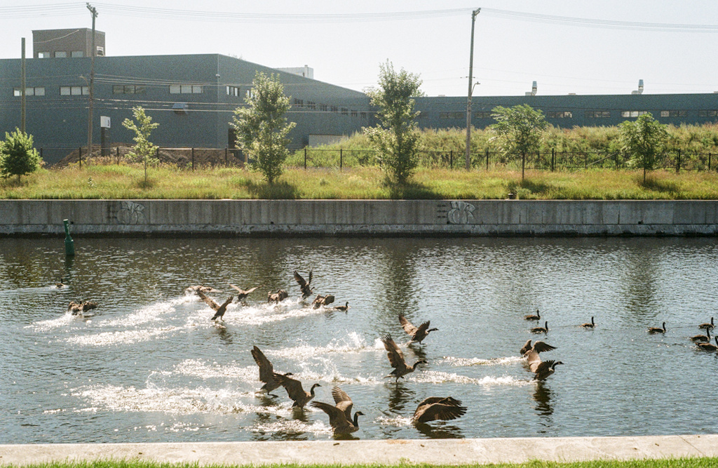 A flock of geese taking off from a canal