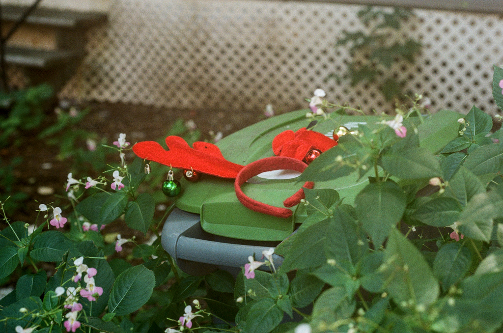 A discarded reindeer headband, on a recycling bin surrounded by impatiens
