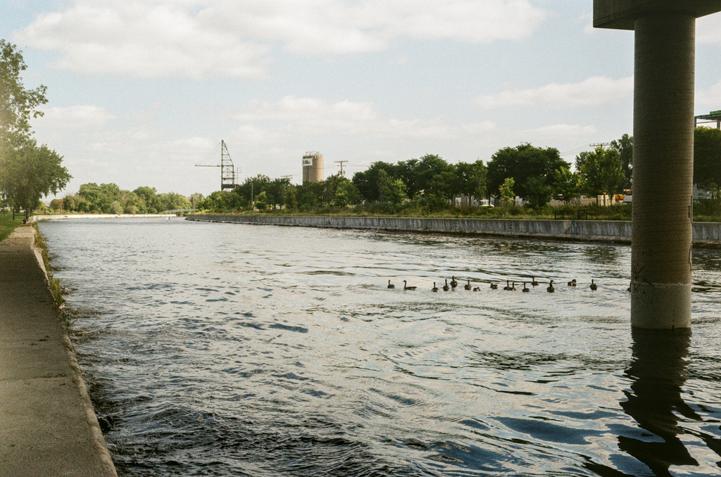 Geese floating in a canal