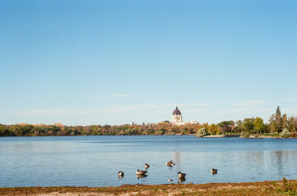 Regina's Legislature building, with geese and maybe a willet in Wascana Lake in the foreground