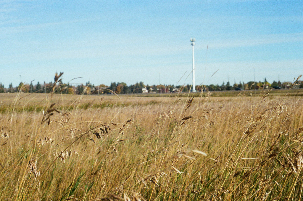 Grasses in a field