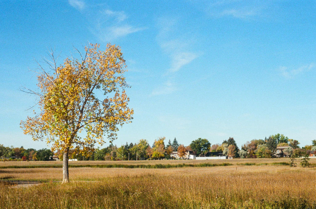 A yellow tree in a grassy field