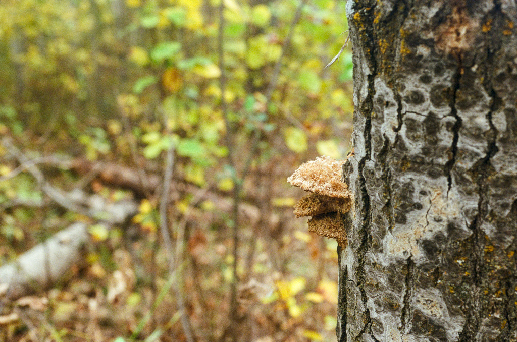 A furry shelf fungus growing off a tree