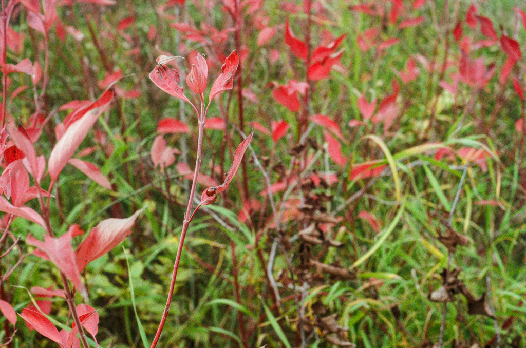 A red ladybug on red leaves