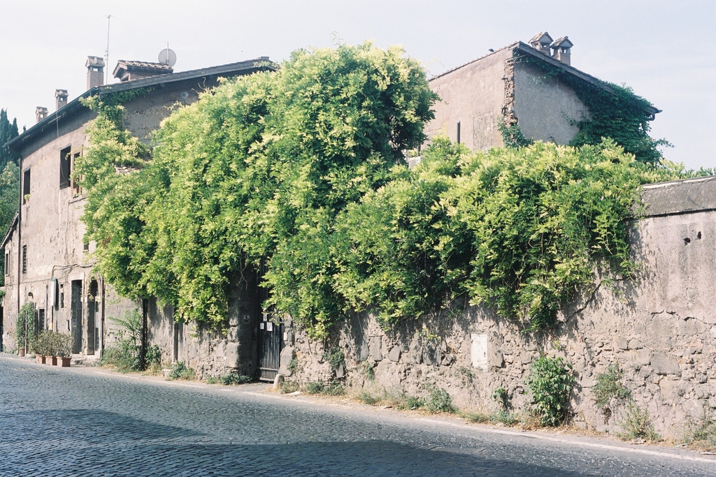 Sun-bleached walls & houses, overgrown with greenery