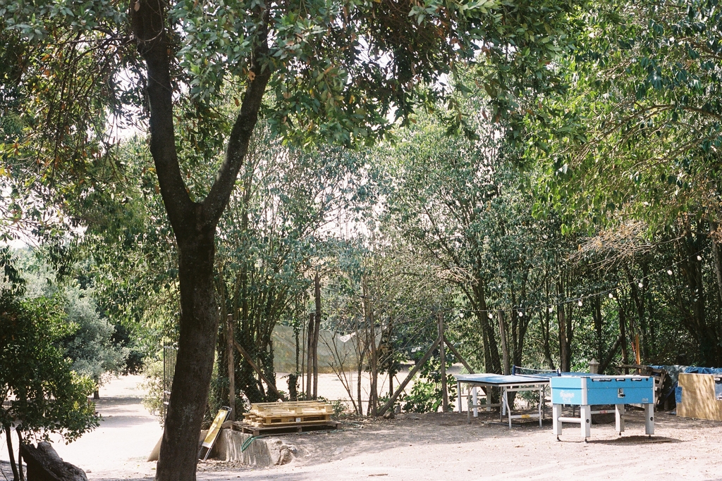 Park benches & game tables under a light canopy of trees