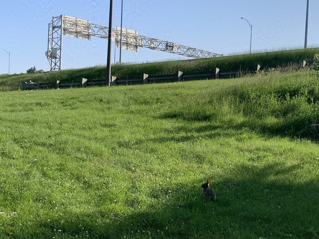 A field of grass by a highway. There's a bunny.