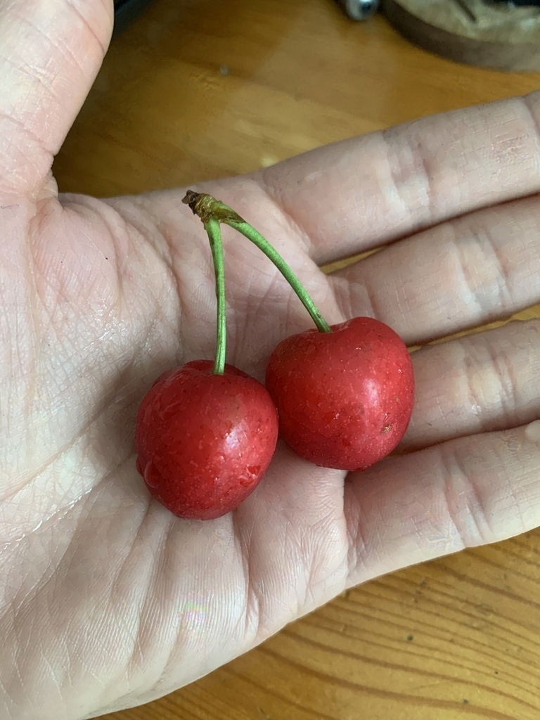 Two cherries perfectly attached by the stem