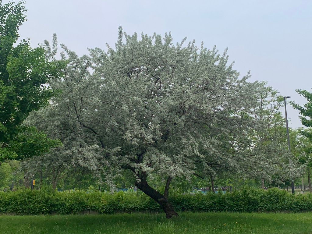 A wide, squat olive tree