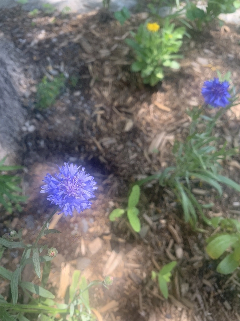 A blue cornflower and other flowers in a mulchy plot