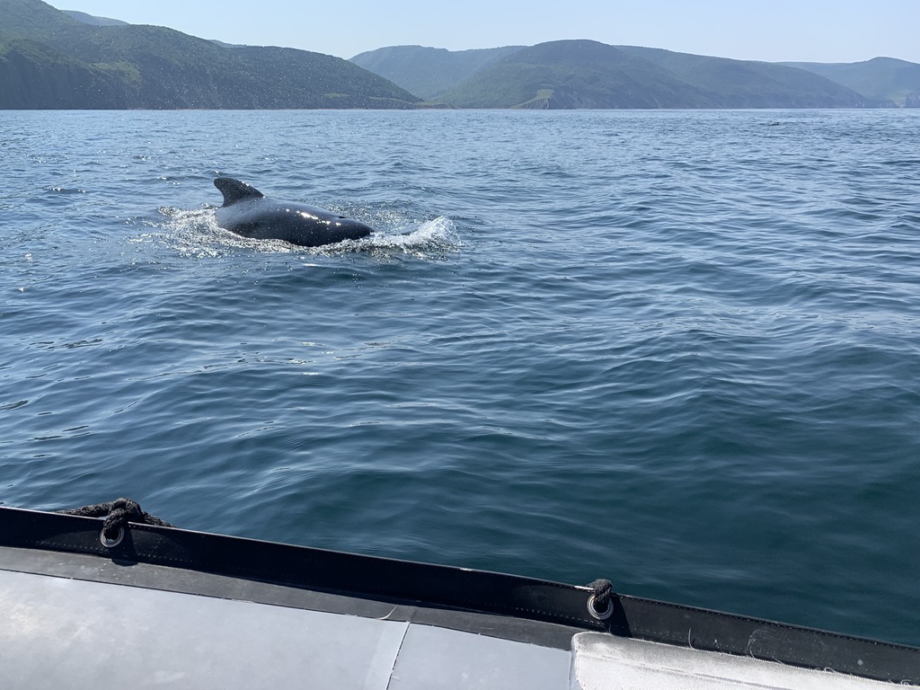 A whale surfacing just 3-4 metres from our zodiac