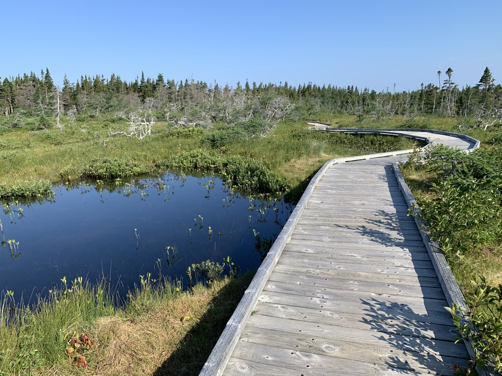 A boardwalk over a watery bog
